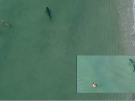 Tubarão-tigre nada ao lado de banhistas a poucos metros da praia