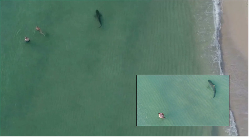 Tubarão-tigre nada ao lado de banhistas a poucos metros da praia