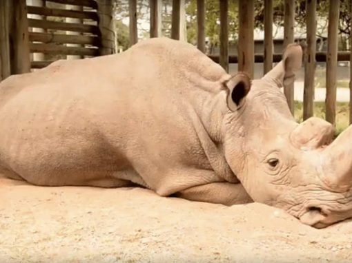 Registro de último rinoceronte branco macho do mundo comove internet