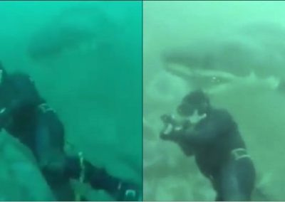 De boca aberta, tubarão toca cabeça de mergulhador que filmava no oceano
