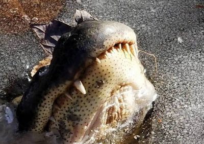 Devido ao frio, crocodilos congelam, mas sobrevivem mantendo nariz fora d’água