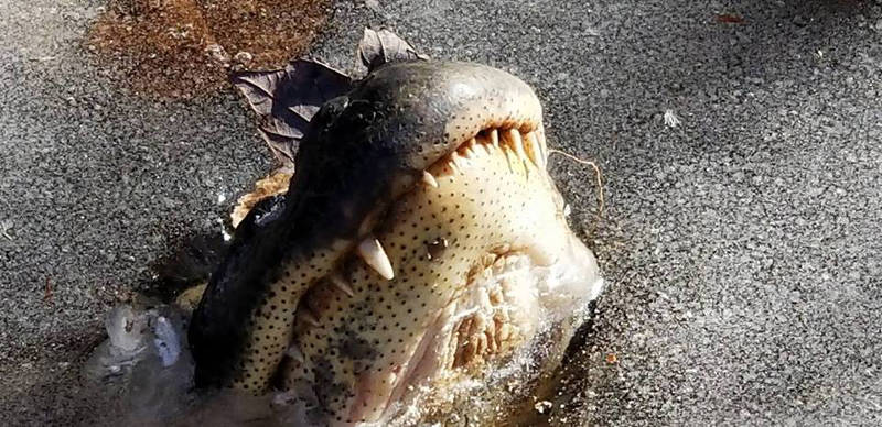 Devido ao frio, crocodilos congelam, mas sobrevivem mantendo nariz fora d’água