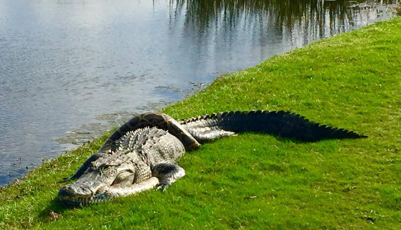 “Luta” entre crocodilo e cobra píton é registrada em campo de golfe