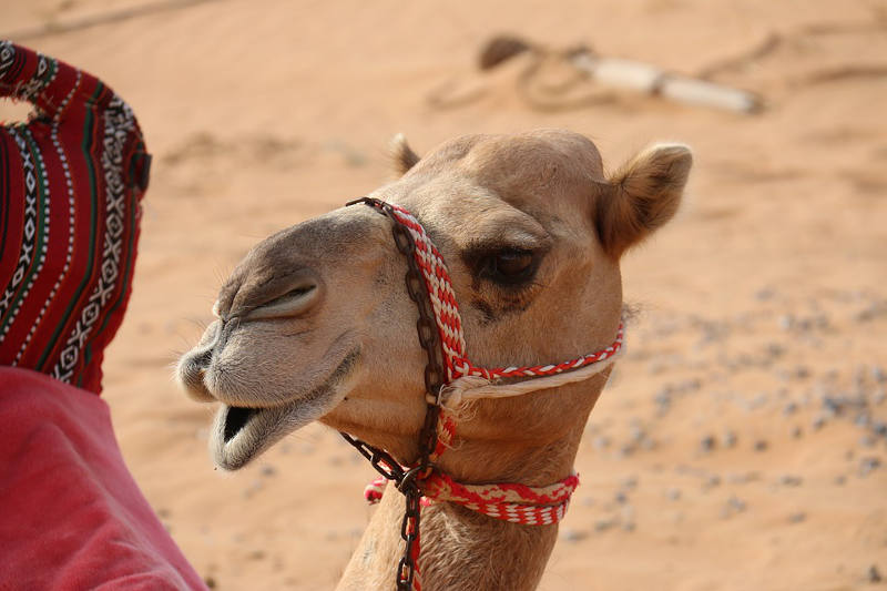 Doze camelos são expulsos de concurso de beleza por uso de botox