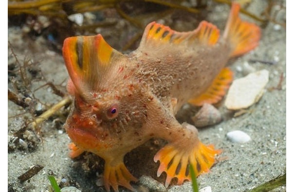 Peixe que caminha no mar é encontrado no sudeste australiano