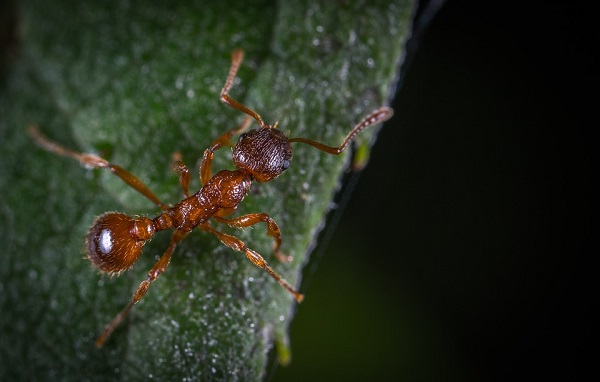 Formigas podem ser a saída para a criação de novos antibióticos