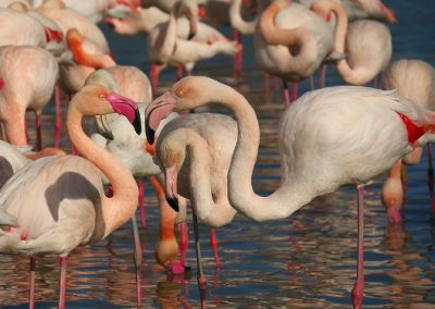 Resort nas Bahamas oferece emprego para curtir com flamingos