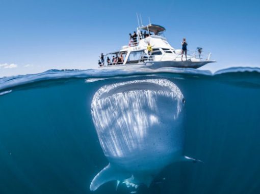 Homem captura foto de tubarão baleia próximo à embarcação