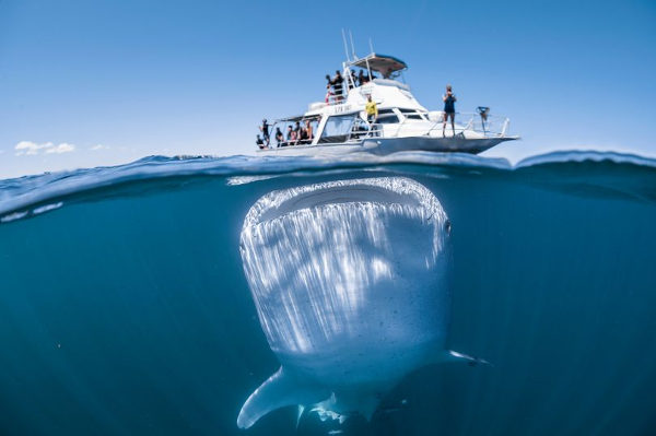 Homem captura foto de tubarão baleia próximo à embarcação